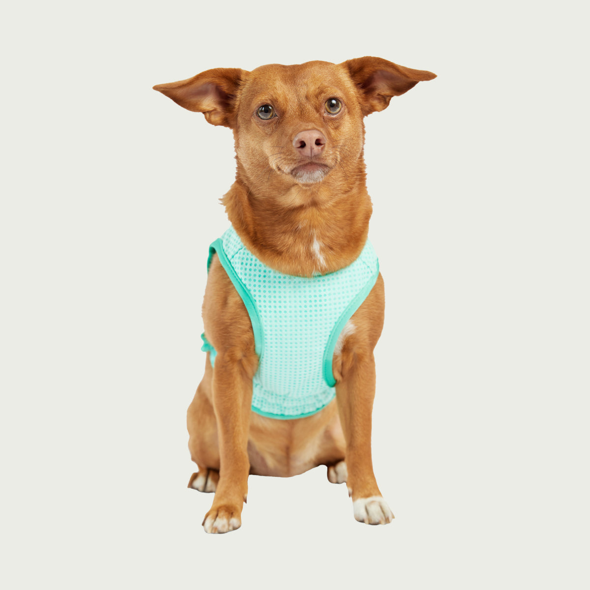 Dog Cooling Ice Vest® | GF Pet of Canada | Light Aqua