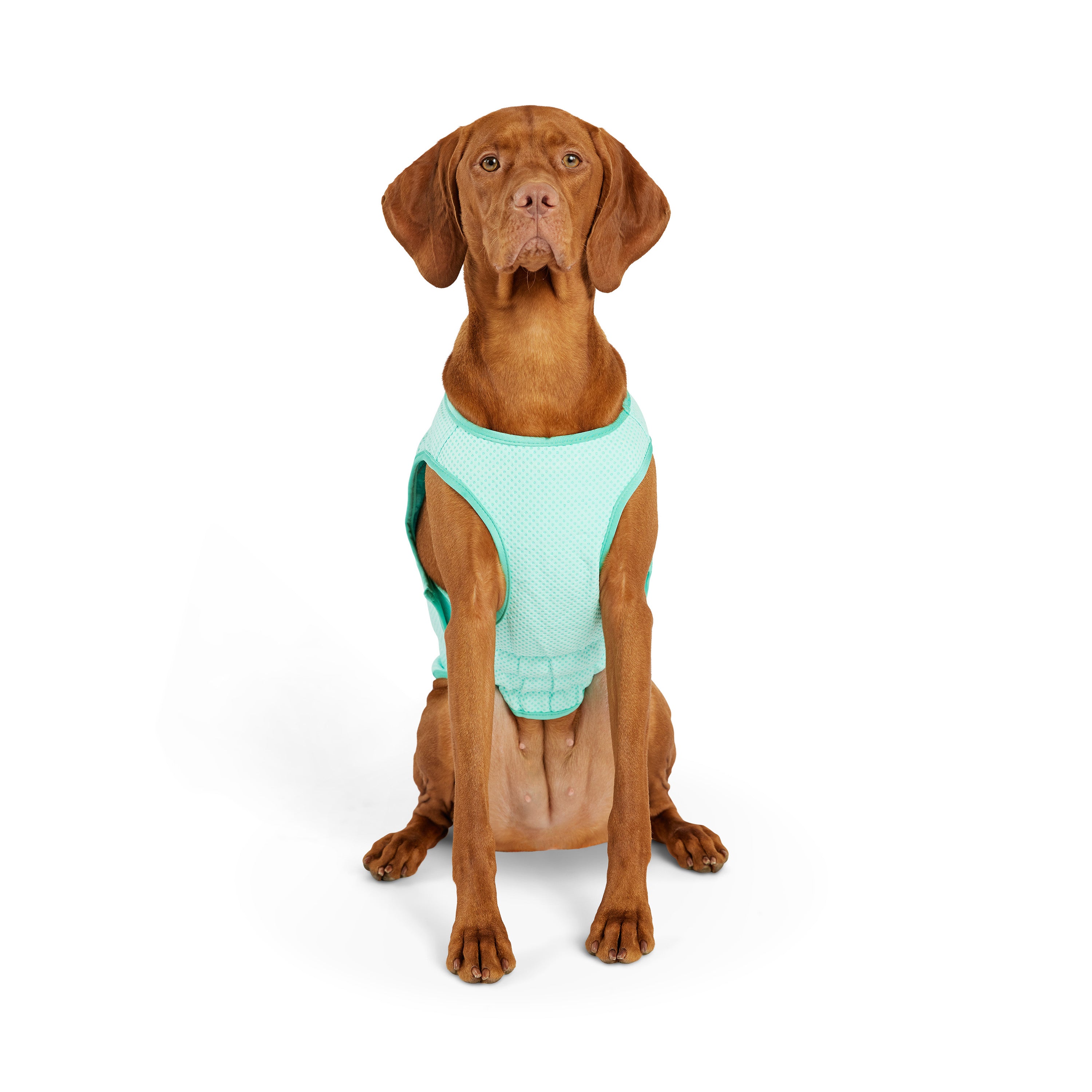 Dog Cooling Ice Vest® | GF Pet of Canada | Light Aqua