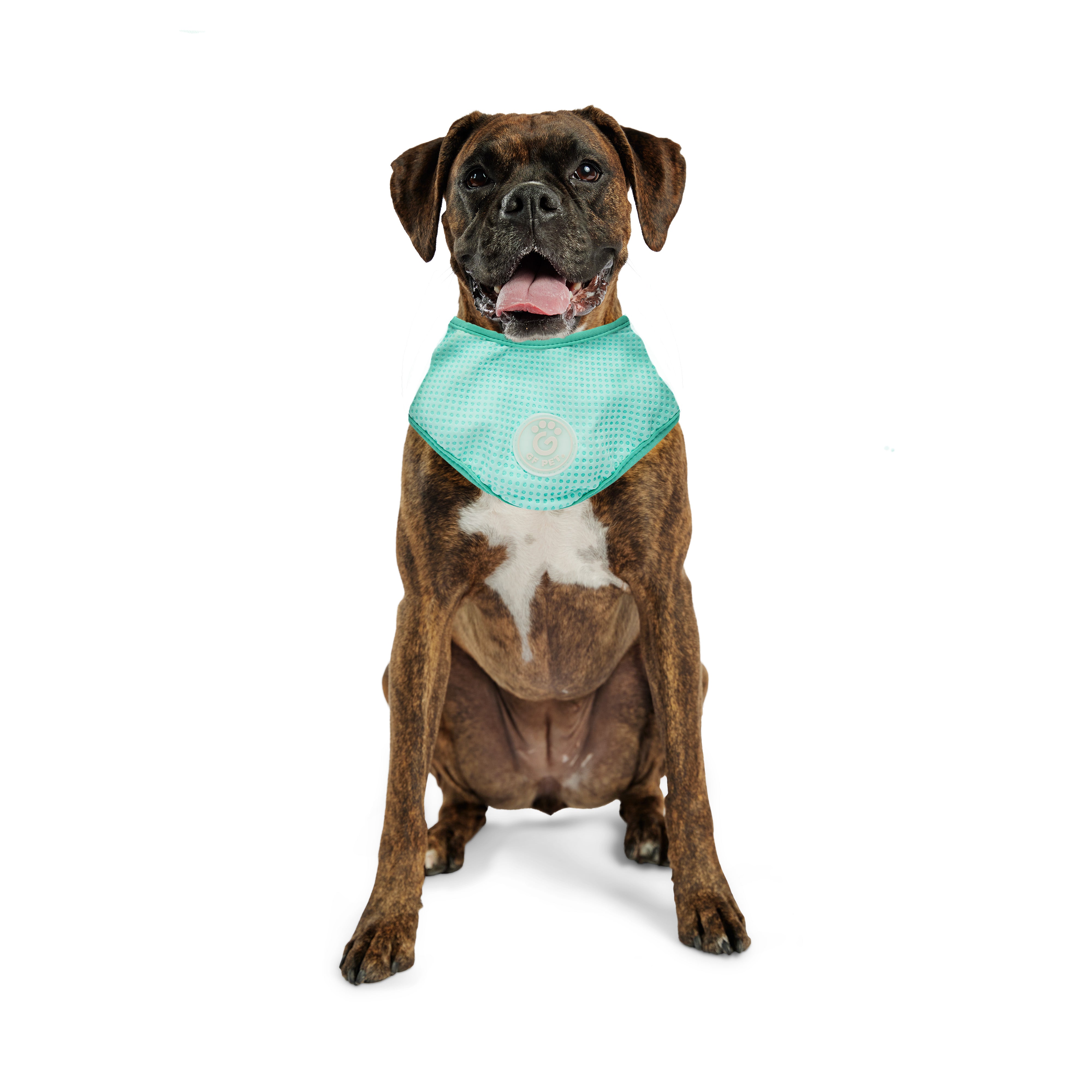 Dog Cooling Ice Band® | GF Pet of Canada | Crystal Aqua