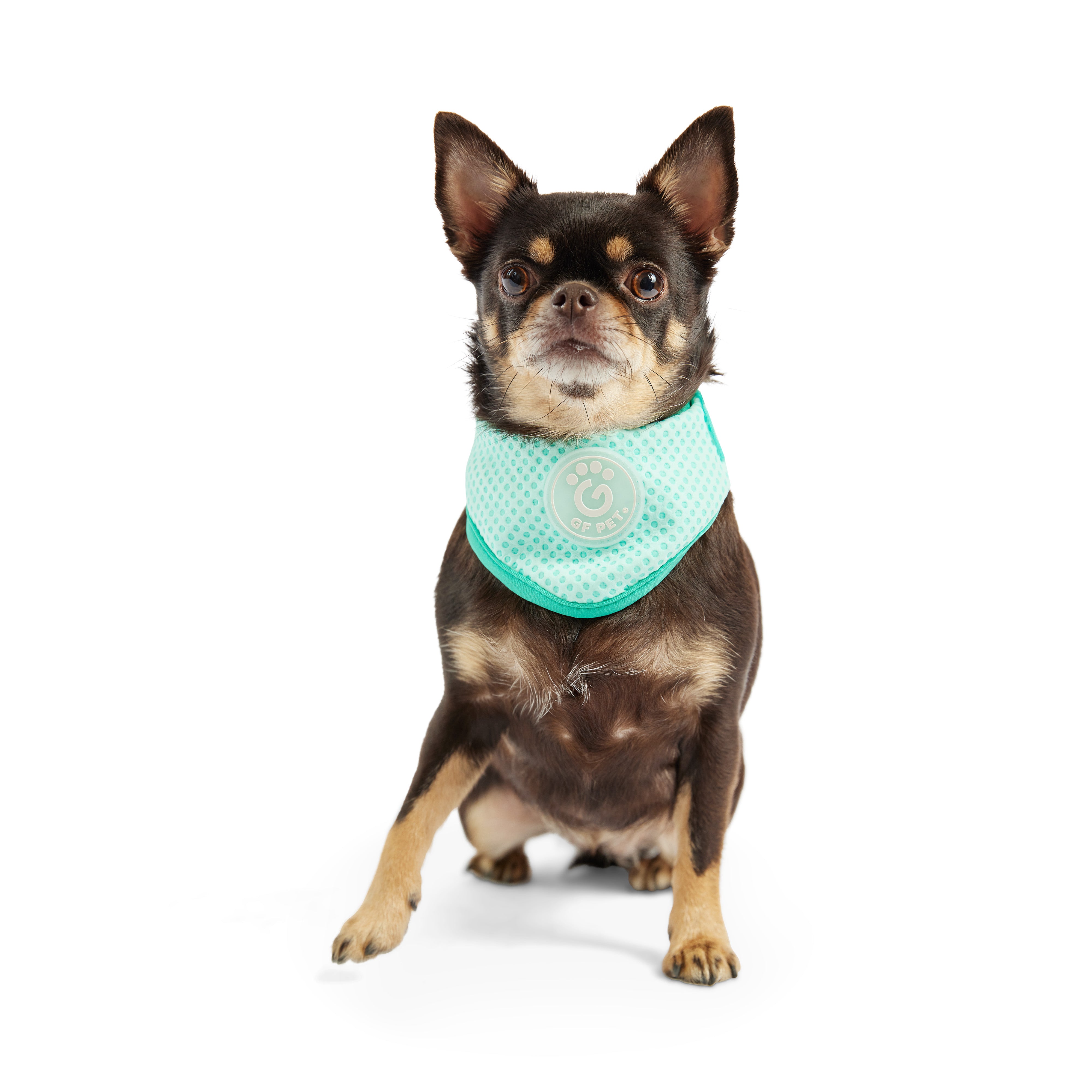 Dog Cooling Ice Band® | GF Pet of Canada | Crystal Aqua