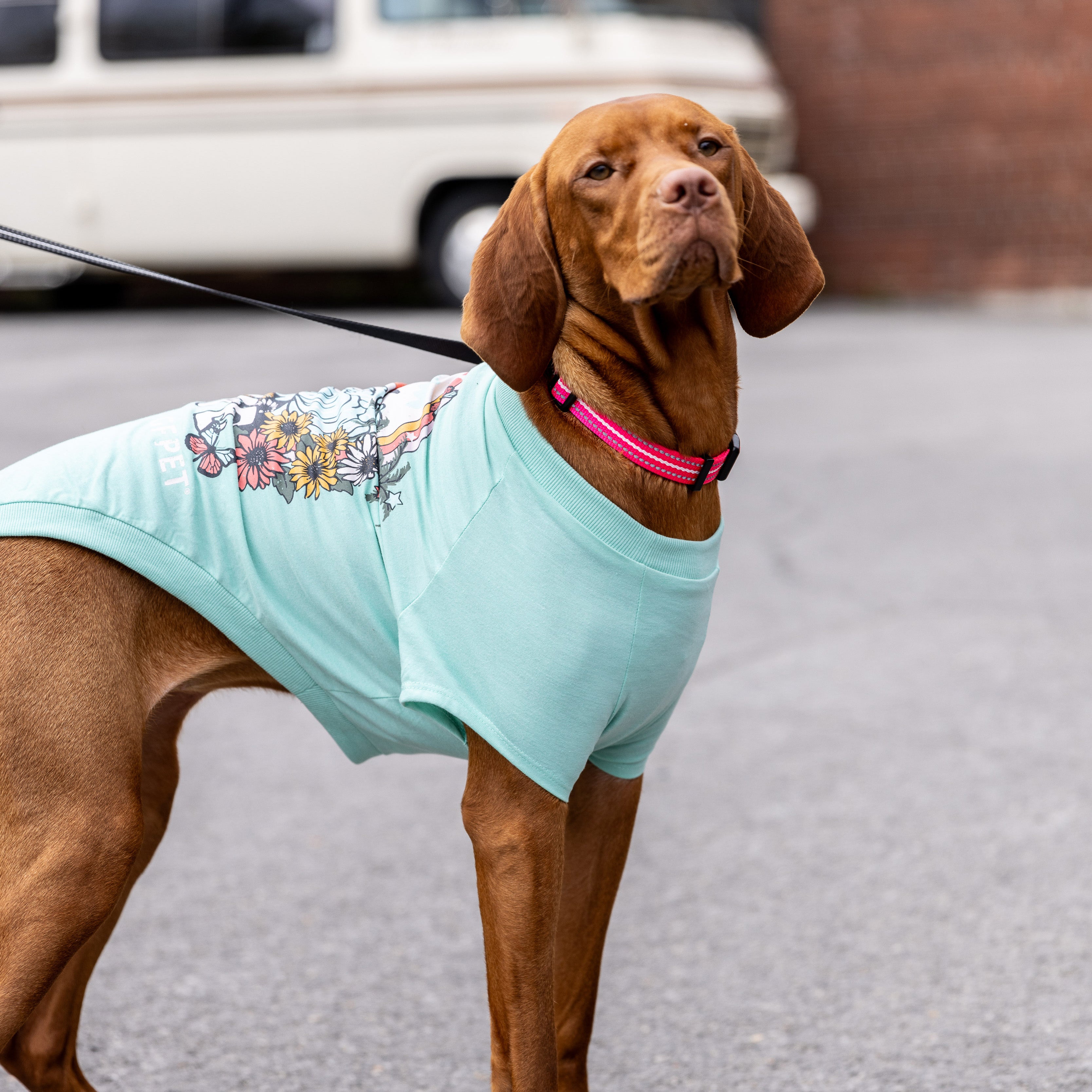 Dog T-Shirt | Autumn/Winter Essentials | GF Pet | Light Aqua